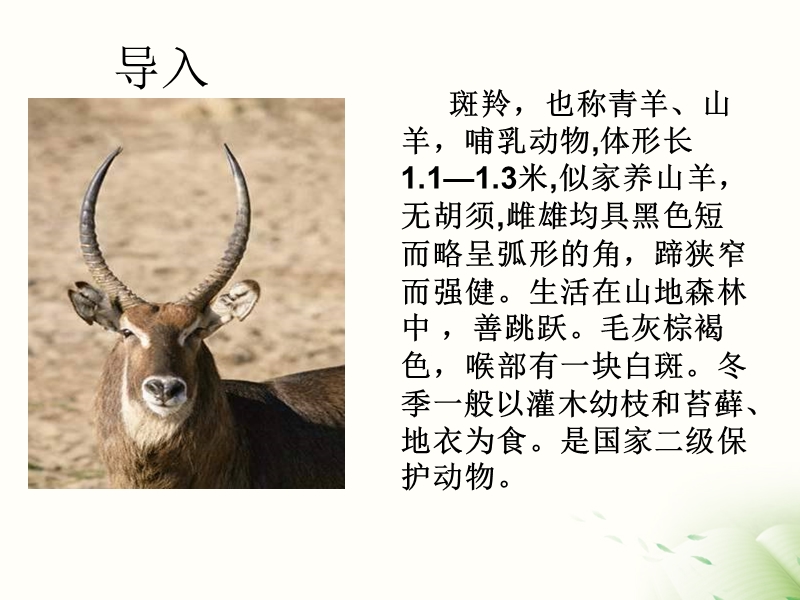 人教版语文七年级下册第六单元_斑羚飞渡.ppt_第2页