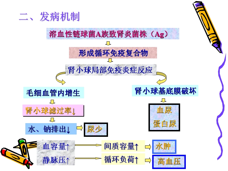 急性肾小球肾炎 主讲人      谢传英.ppt_第3页