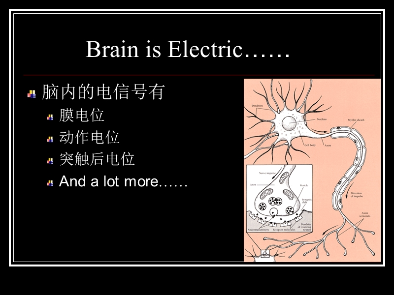 脑的电活动睡眠和觉醒.ppt_第3页