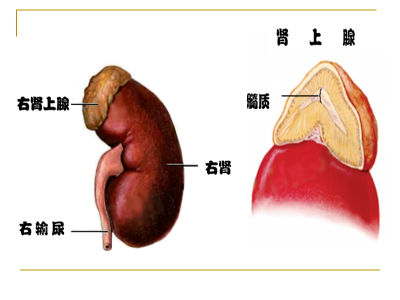 第三十章 肾上腺皮质激素类药.ppt_第3页