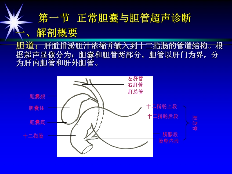 第七讲,胆囊,第一二节.ppt_第3页