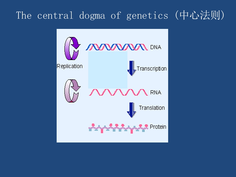 14ＤＮＡ反转录.ppt_第2页