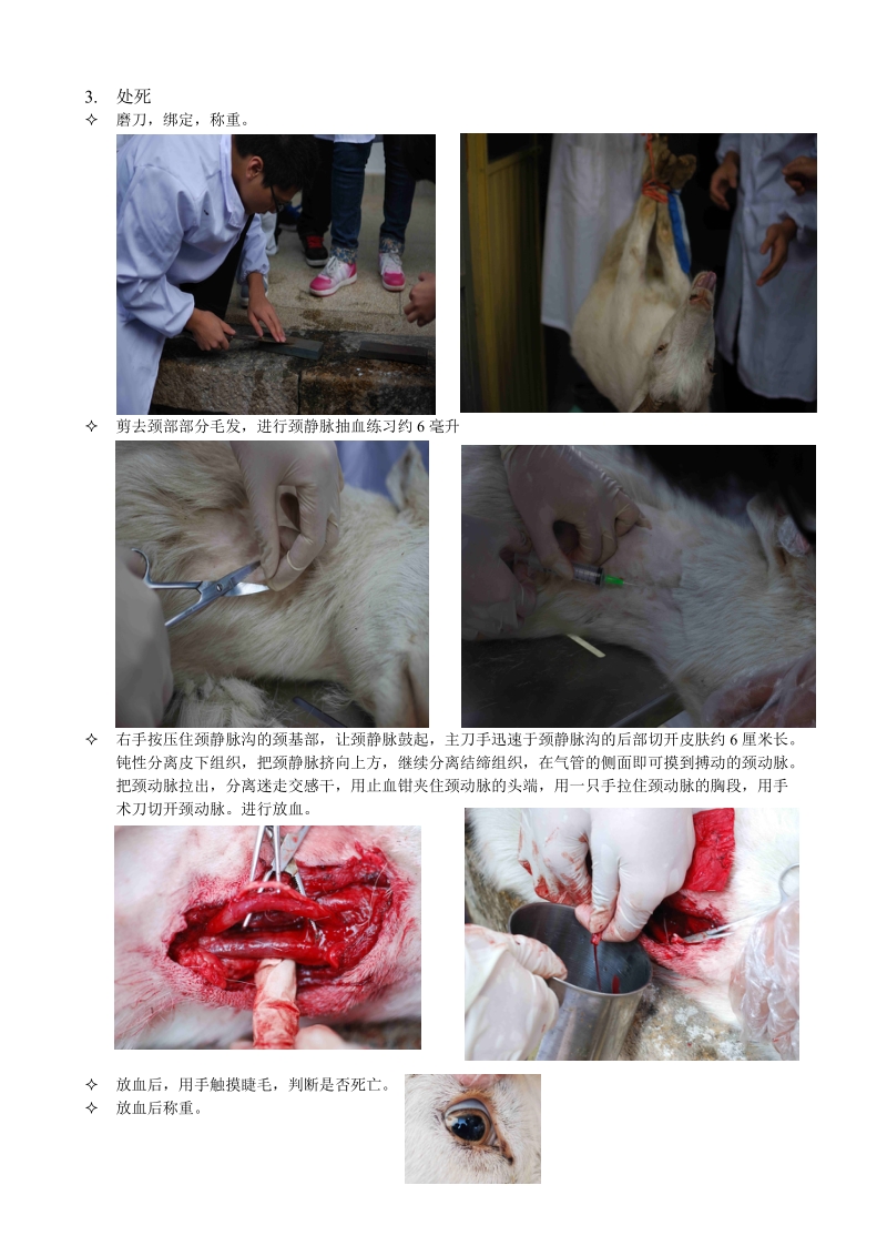 山羊解剖实习报告.doc_第3页